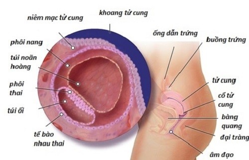 Niêm mạc tử cung