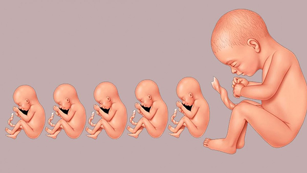 Sự phát triển cua thai nhi